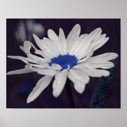 Daisy Flower met blauw centrum Abstract Poster (Voorkant)
