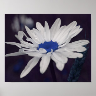 Daisy Flower met Blue Center Poster