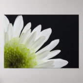 Daisy Flower on Black Poster (Voorkant)