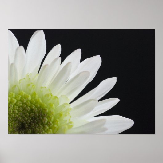 Daisy Flower on Black Poster (Voorkant)