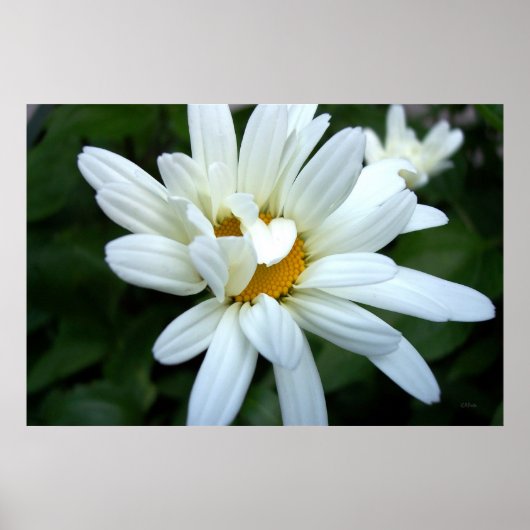 Daisy Flower opengaat Poster (Voorkant)
