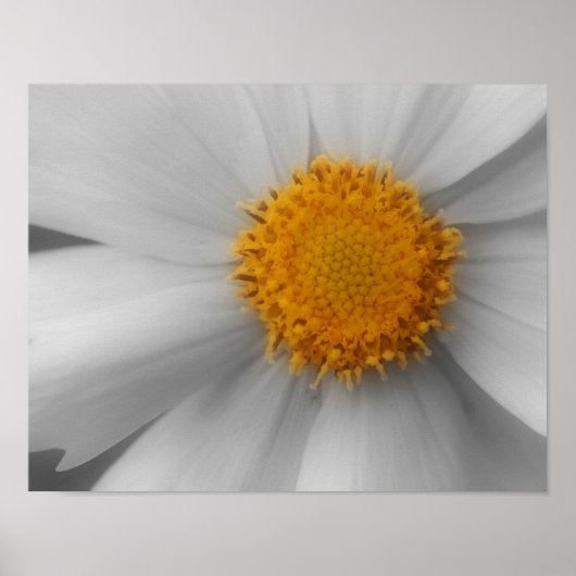 Daisy Flower Petals gedeeltelijke kleur Poster (Voorkant)