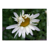 Daisy Flower PHotography (Voorkant Horizontaal)