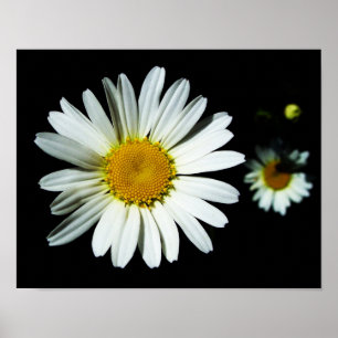 Daisy Flower Poster