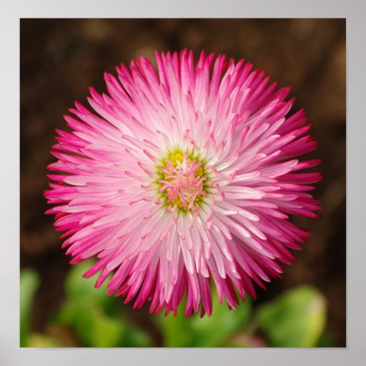 Daisy Flower - Poster (Voorkant)
