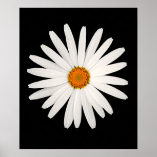 Daisy flower poster