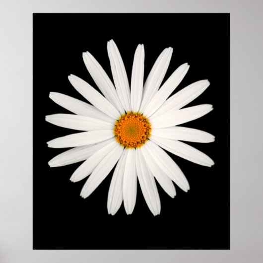 Daisy flower poster (Voorkant)