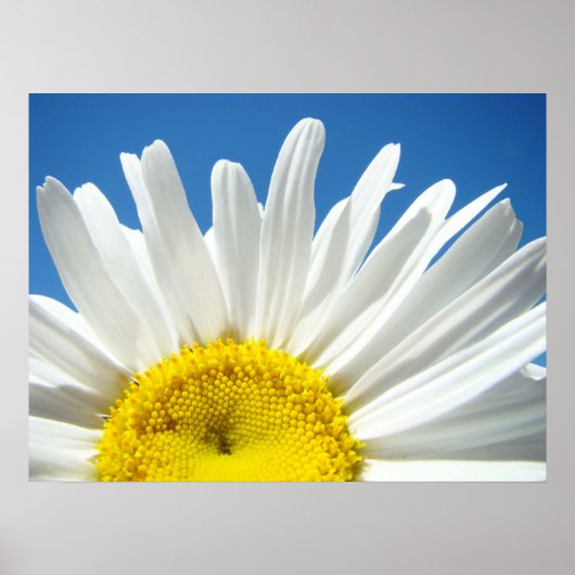 Daisy Flower poster Blue Sky Floral Feestdagen (Voorkant)