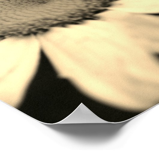 Daisy Flower with Raindrops Sepia Poster (Hoek)