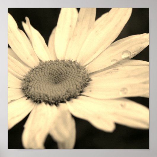 Daisy Flower with Raindrops Sepia Poster (Voorkant)
