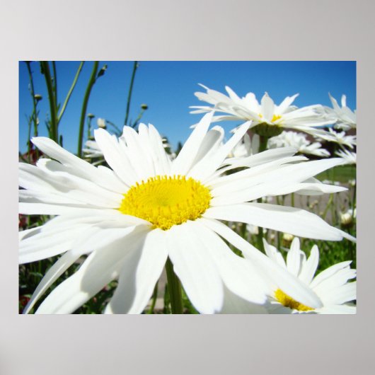 Daisy Flowers art prints White Daisies Blue Sky (Voorkant)