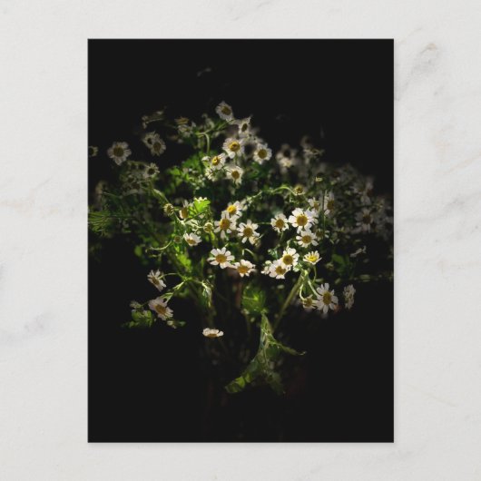 Daisy, Flowers Briefkaart (Voorkant)
