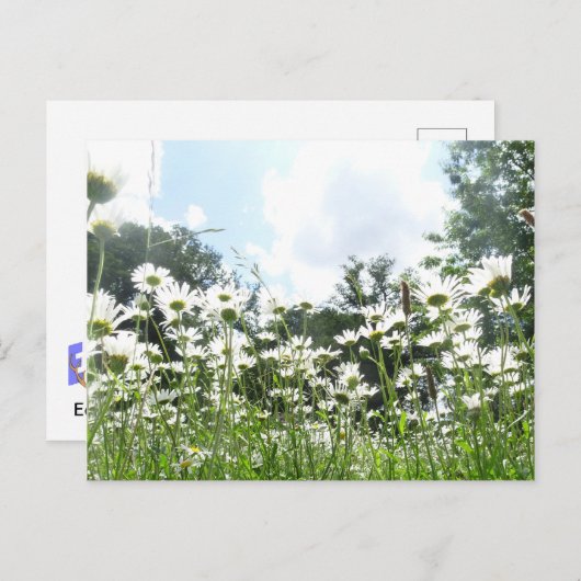 Daisy Flowers DIY Briefkaart (Voorkant / Achterkant)