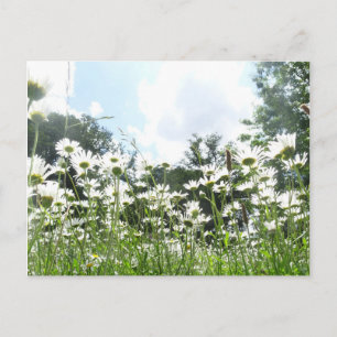Daisy Flowers DIY Briefkaart