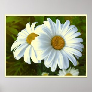 Daisy Flowers Print Classic Daisies Poster Print