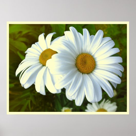 Daisy Flowers Print Classic Daisies Poster Print (Voorkant)