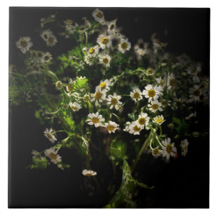 Daisy, Flowers Tegeltje