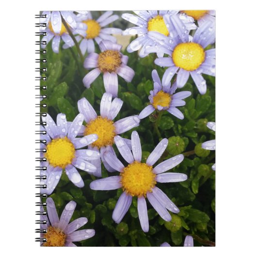 Daisy Flowers, White Yellow Flower, Natuur Daisies Notitieboek (Voorkant)
