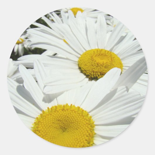 Daisy Flowers Witte stickers Daisies Bloemen op ma (Voorkant)