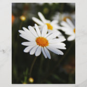 Daisy Flyer (Voorkant)