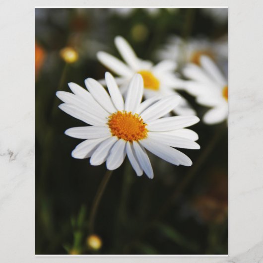 Daisy Flyer (Voorkant)