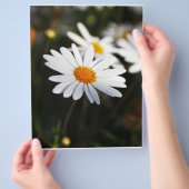 Daisy Flyer (Hand)