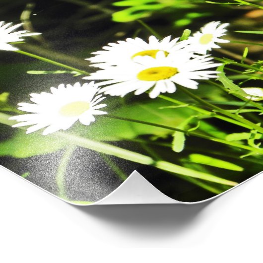 Daisy Foto Afdruk (Hoek)