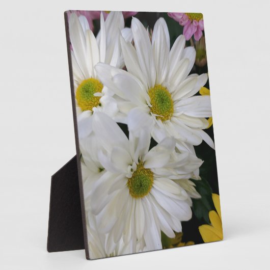 Daisy Fotoplaat (Zijkant)