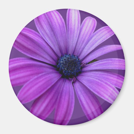 Daisy Fridge Magnet Blue Flower Daisy Gifts (Voorkant)