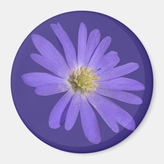 Daisy Fridge Magnet Blue Flower Daisy Gifts (Voorkant)