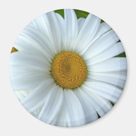 Daisy Fridge Magnet Cheerful Flower Daisy Gifts (Voorkant)