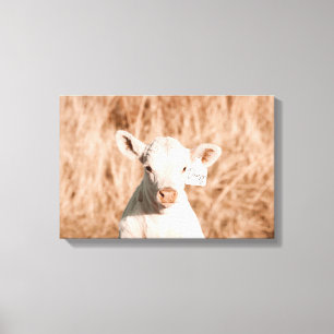 Daisy het Schattigee witte kalf in Golden Meadow Canvas Afdruk