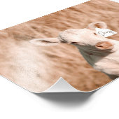 Daisy het Schattigee witte kalf in Golden Meadow Foto Afdruk (Hoek)