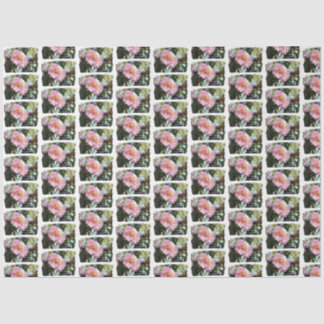 Daisy in roze tissuepapier