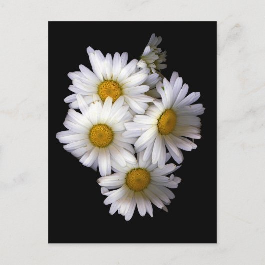 Daisy IV Briefkaart (Voorkant)