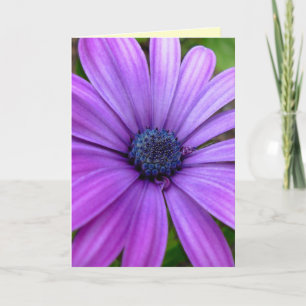 Daisy Kaart Wild Flowers Custom Wenskaarten