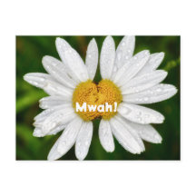 Daisy Kus Verjaardag Valentijn Liefde Groet 