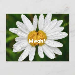 Daisy Kus Verjaardag Valentijnliefde Groet  Briefkaart