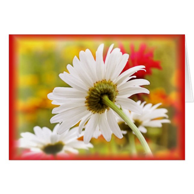 Daisy Light (Voorkant Horizontaal)