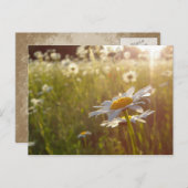 Daisy Lights Briefkaart (Voorkant / Achterkant)