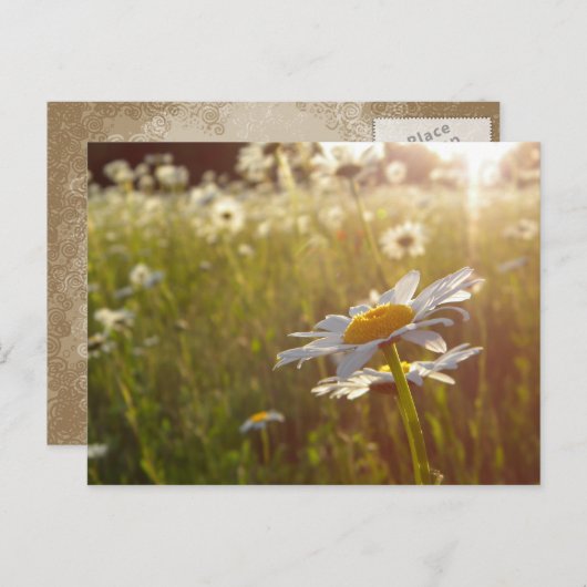 Daisy Lights Briefkaart (Voorkant / Achterkant)