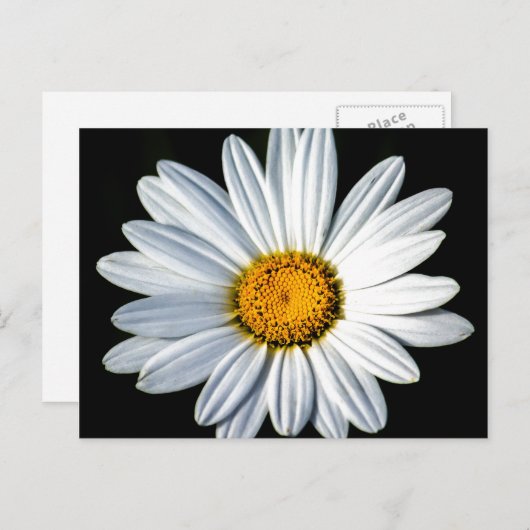 Daisy Mae Briefkaart (Voorkant / Achterkant)