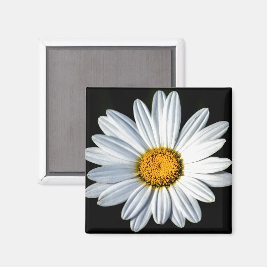 Daisy Mae Magnet (Voorkant / Achterkant)