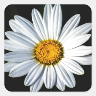 Daisy Mae Sticker