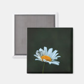 Daisy Magneet (Voorkant / Achterkant)