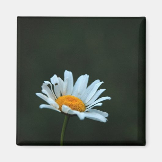 Daisy Magneet (Voorkant)