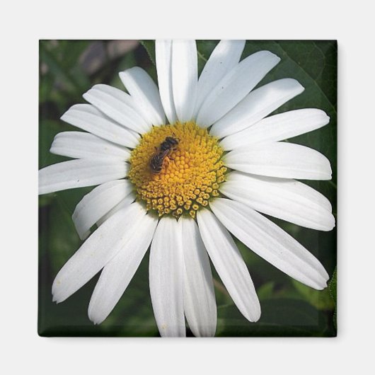 Daisy Magneet (Voorkant)