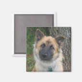 Daisy Magneet (Voorkant / Achterkant)