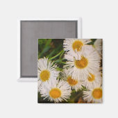 Daisy Magneet (Voorkant / Achterkant)