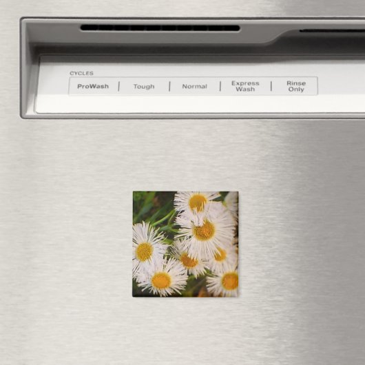 Daisy Magneet (Insitu (Vaatwasser))